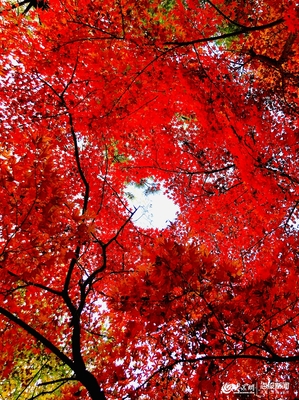 九水紅葉正當(dāng)時,&ldquo;山東老鄉(xiāng)&rdquo;50元可暢游